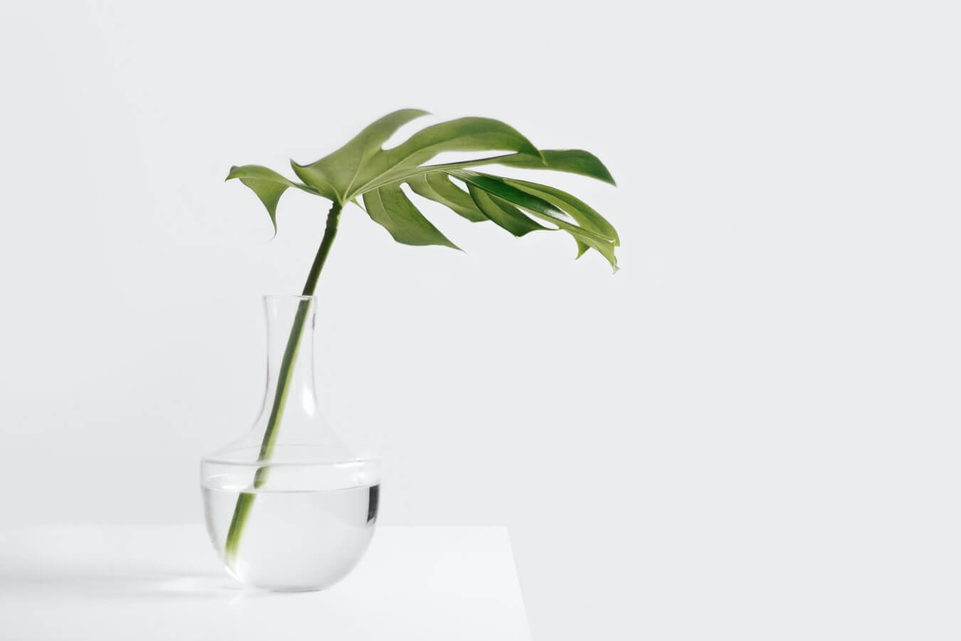 simple plant on a desk